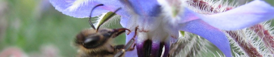 Abeille sur bourrache HMrecadrée