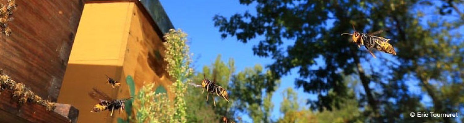 Les Amis des Abeilles du Val-d'Oise