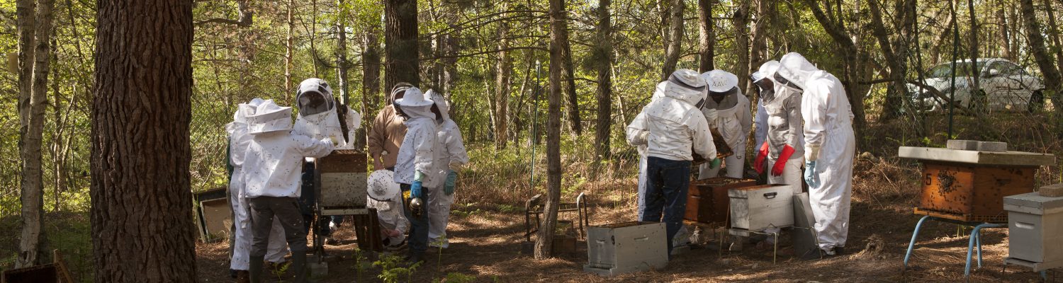 Les Amis des Abeilles du Val-d'Oise