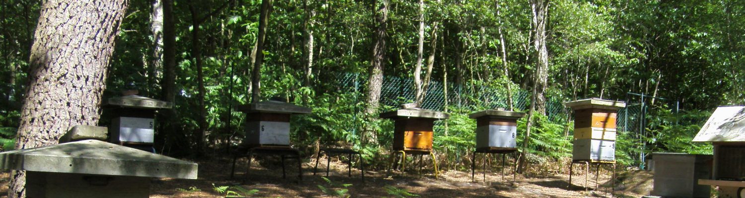 Les Amis des Abeilles du Val-d'Oise