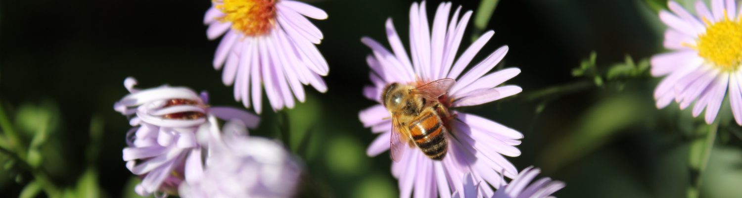 Les Amis des Abeilles du Val-d'Oise