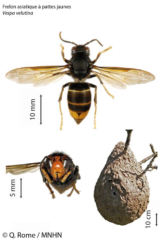 Moyens de lutte contre le frelon asiatique (Vespa velutina) - FRED  L'APICULTEUR - Exometeofraiture