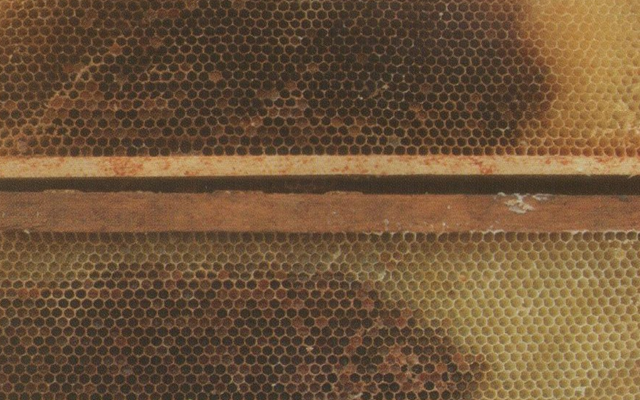 Cadres ayant contenu du couvain et du pollen